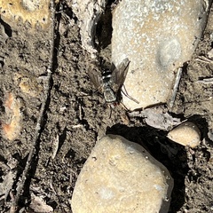 Microphthalma disjuncta