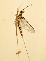 Hexagenia rigida