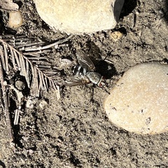 Microphthalma disjuncta