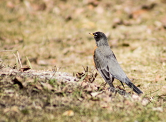 Turdus migratorius