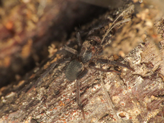 Trabea paradoxa