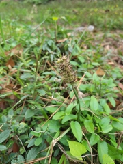 Cenchrus echinatus