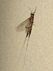 Hexagenia bilineata