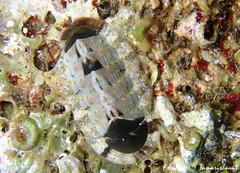 Rhyssoplax olivacea