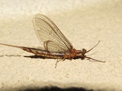 Hexagenia bilineata
