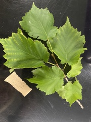 Sclerotinia sclerotiorum