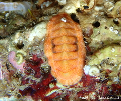 Rhyssoplax olivacea