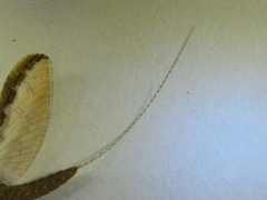 Callibaetis ferrugineus hageni