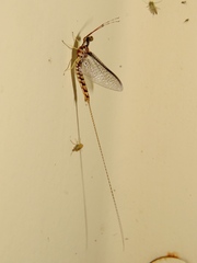 Hexagenia rigida