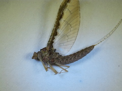 Callibaetis ferrugineus hageni