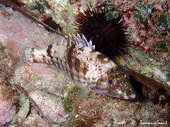 Serranus cabrilla