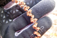 Agrimonia parviflora