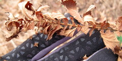 Agrimonia parviflora