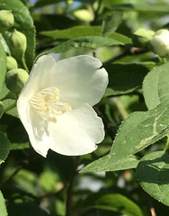 Philadelphus