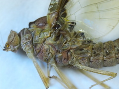 Callibaetis ferrugineus hageni