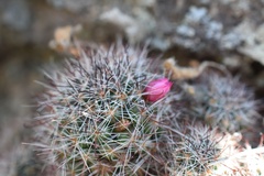 Mammillaria arreolae