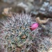 Mammillaria arreolae - Photo (c) P Gonzalez Zamora, some rights reserved (CC BY), uploaded by P Gonzalez Zamora