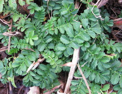Agrimonia parviflora