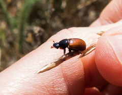 Aphodius