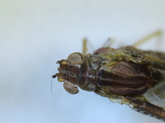 Callibaetis ferrugineus hageni