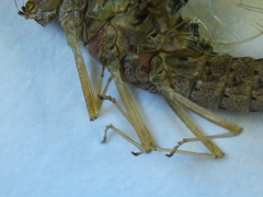 Callibaetis ferrugineus hageni