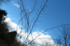 Barbarea vulgaris
