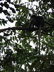 Trachypithecus obscurus
