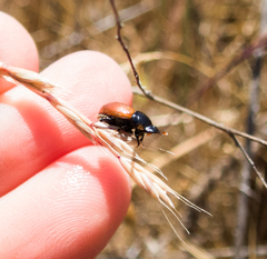Aphodius