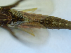 Callibaetis ferrugineus hageni