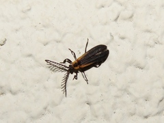 Leptoceletes basalis