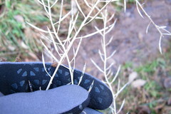 Barbarea vulgaris