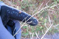 Barbarea vulgaris