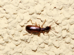 Leptotrachelus dorsalis