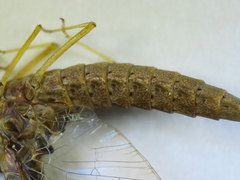 Callibaetis ferrugineus hageni