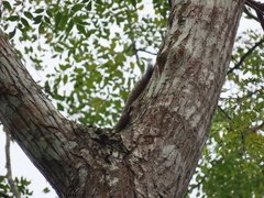 Callosciurus caniceps