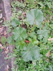Malva pusilla