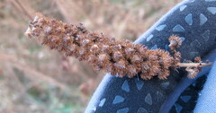 Agrimonia parviflora