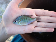 Lepomis aquilensis