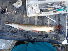 Atractosteus spatula