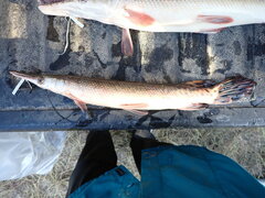 Atractosteus spatula