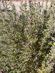 Leucophyllum frutescens