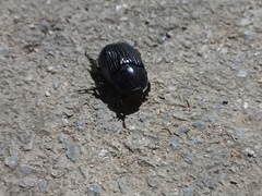 Euetheola