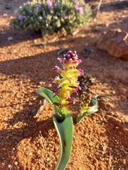 Lachenalia framesii