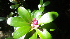 Myrsine lessertiana