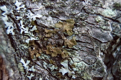 Melanelixia subaurifera