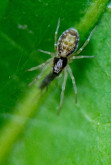 Dictynidae