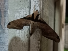 Adhemarius eurysthenes