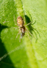 Dictynidae