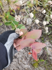 Protea amplexicaulis