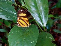 Nymphalidae